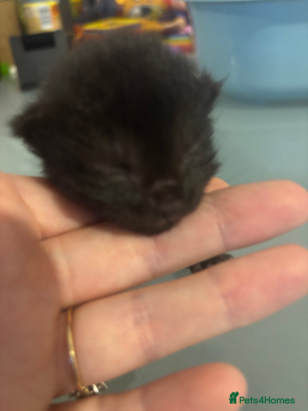 British Shorthair cats for sale: X2 female British shorthaired cross kittens - Image 10