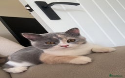 British Shorthair cats for sale: British short hair - Image 3