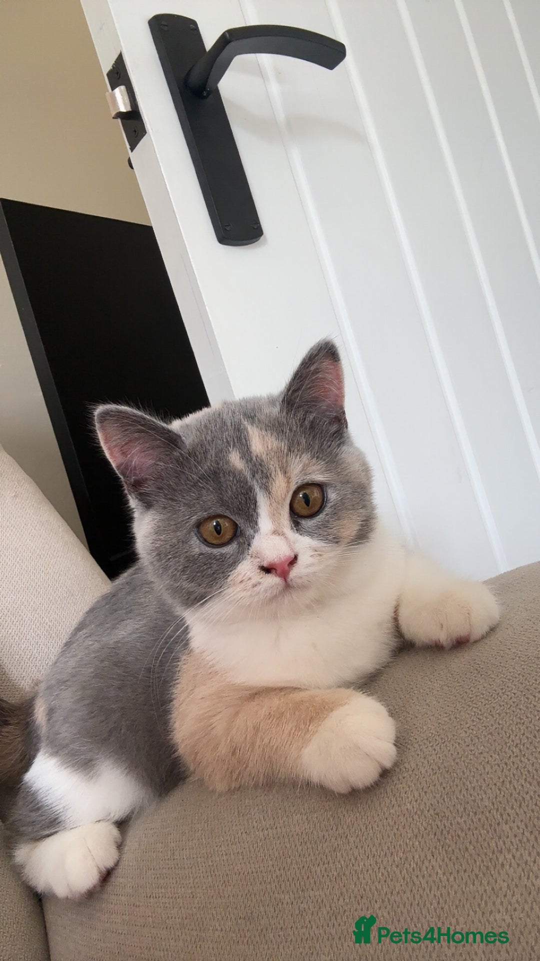 British Shorthair cats for sale: British short hair - Image 3