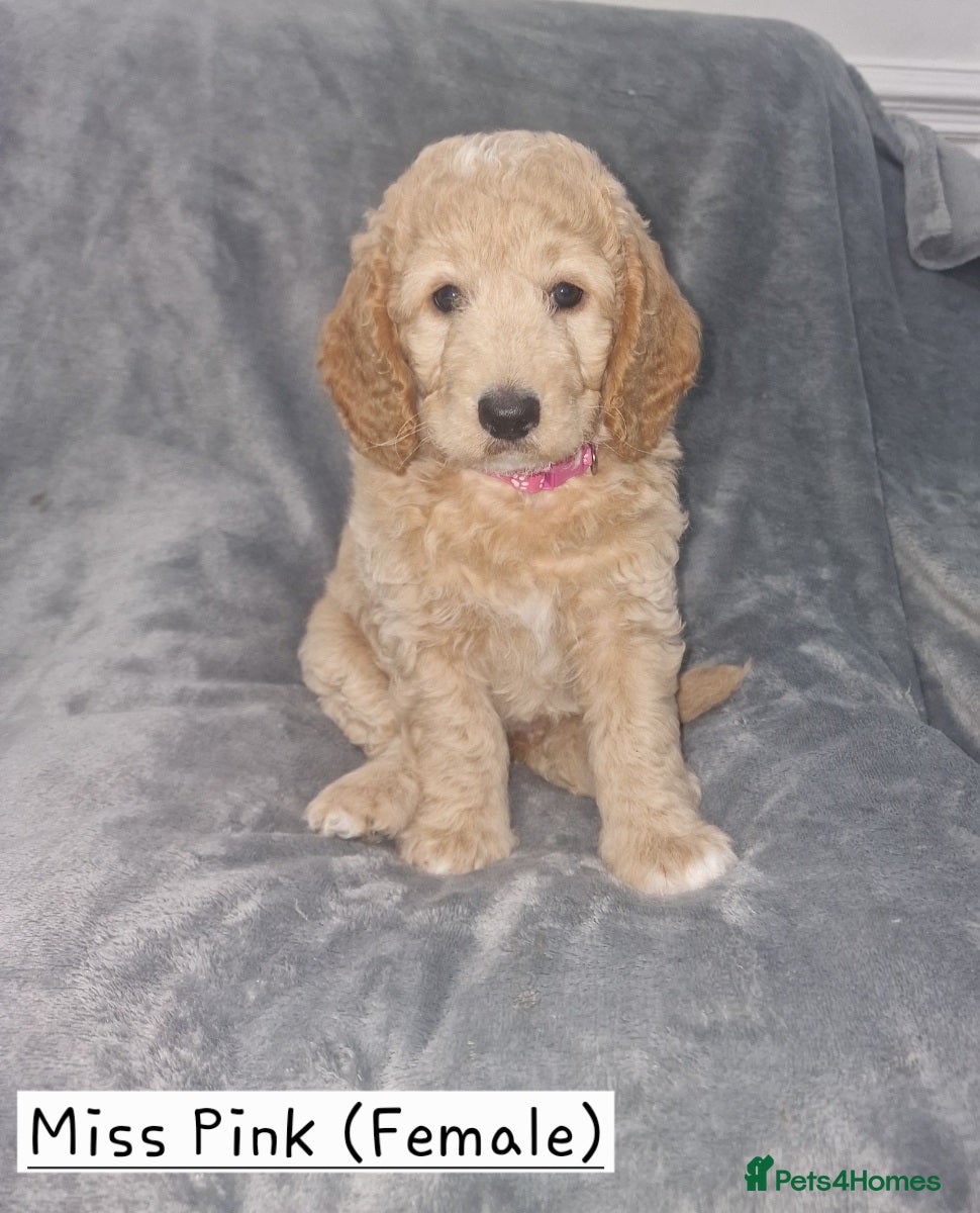 Cockapoo dogs Beautiful F1b Cockapoo Puppies For Sale 🐾 - Advert 17