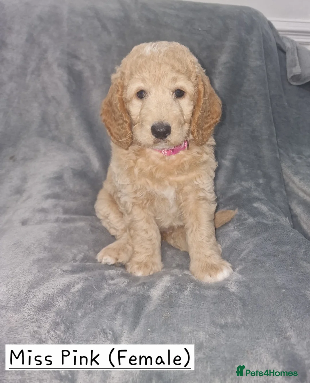Cockapoo dogs for sale: Beautiful F1b Cockapoo Puppies For Sale 🐾 - Advert 2