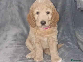 Cockapoo dogs Beautiful F1b Cockapoo Puppies For Sale 🐾 - Advert 17