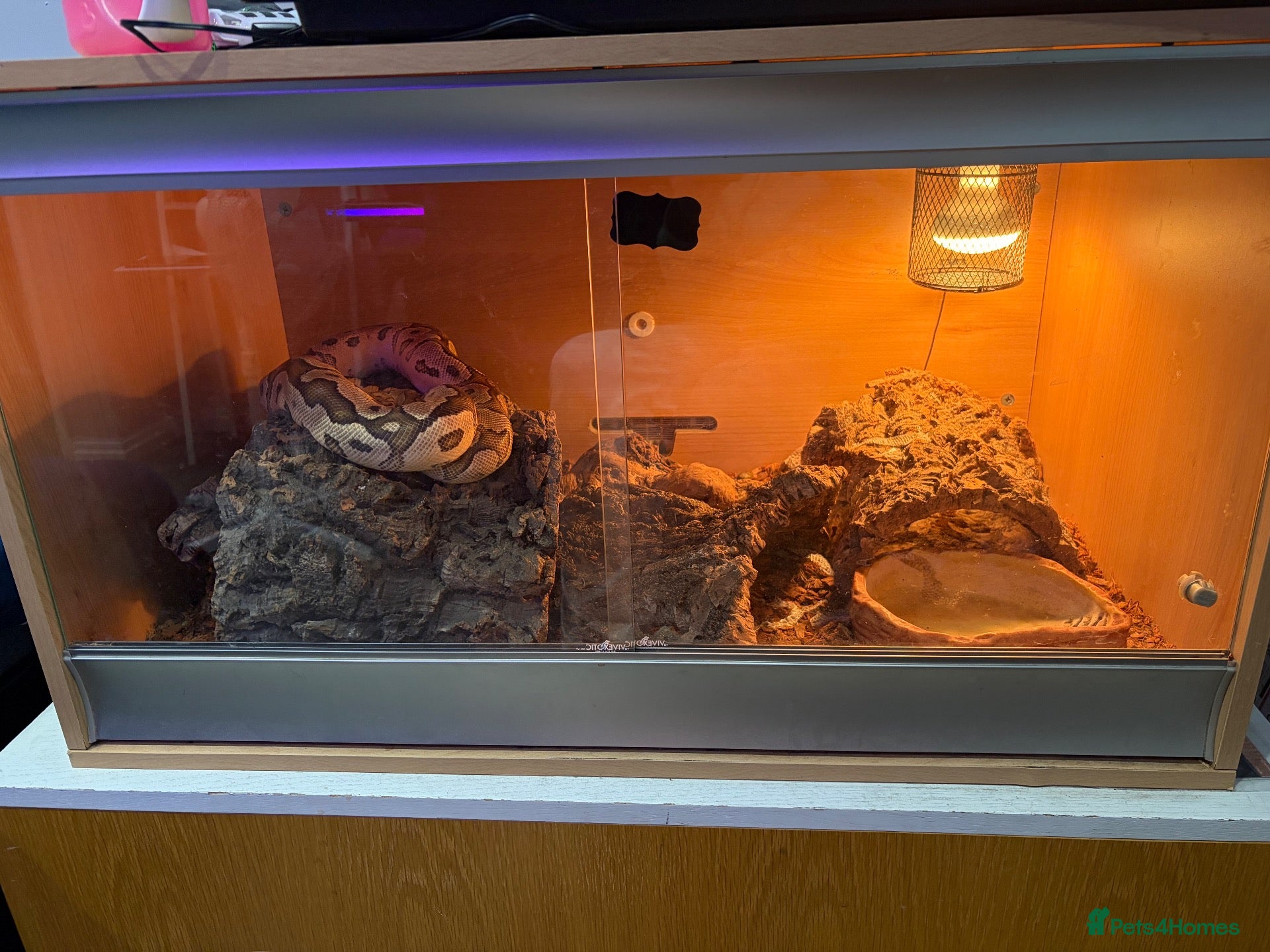 Python Snake reptiles for sale: Quick sale of Ball Python fire clown male  - Advert 5