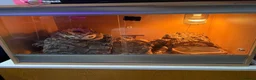 Python Snake reptiles for sale: Quick sale of Ball Python fire clown male  in Oldham - Advert 1