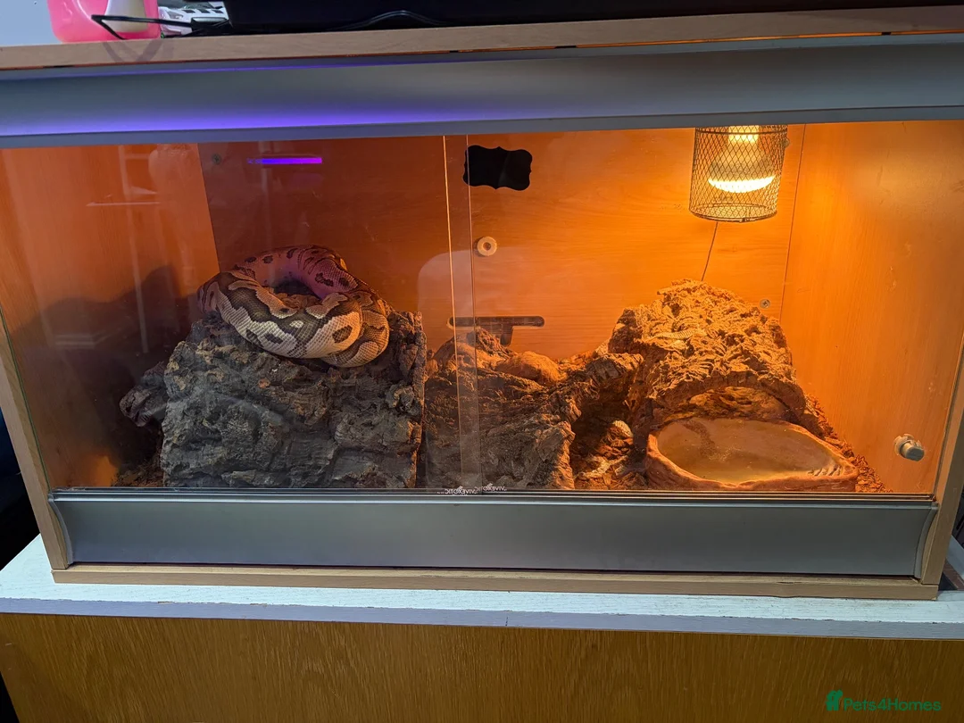 Python Snake reptiles for sale: Quick sale of Ball Python fire clown male  in Oldham - Advert 1