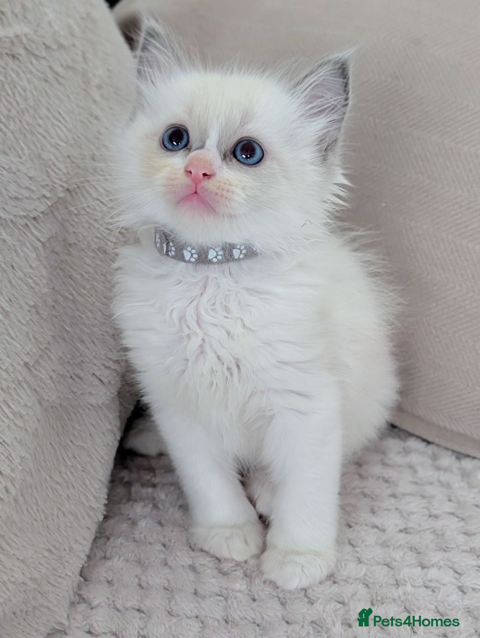 Ragdoll cats 2 boys still avilable green and Grey  - Advert 1