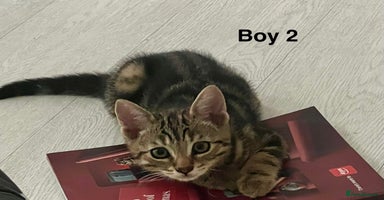 Bengal cats - Advert 15