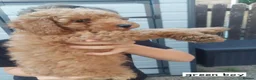 Toy Poodle dogs for sale: Beautiful toy poodle pups  - Advert 6