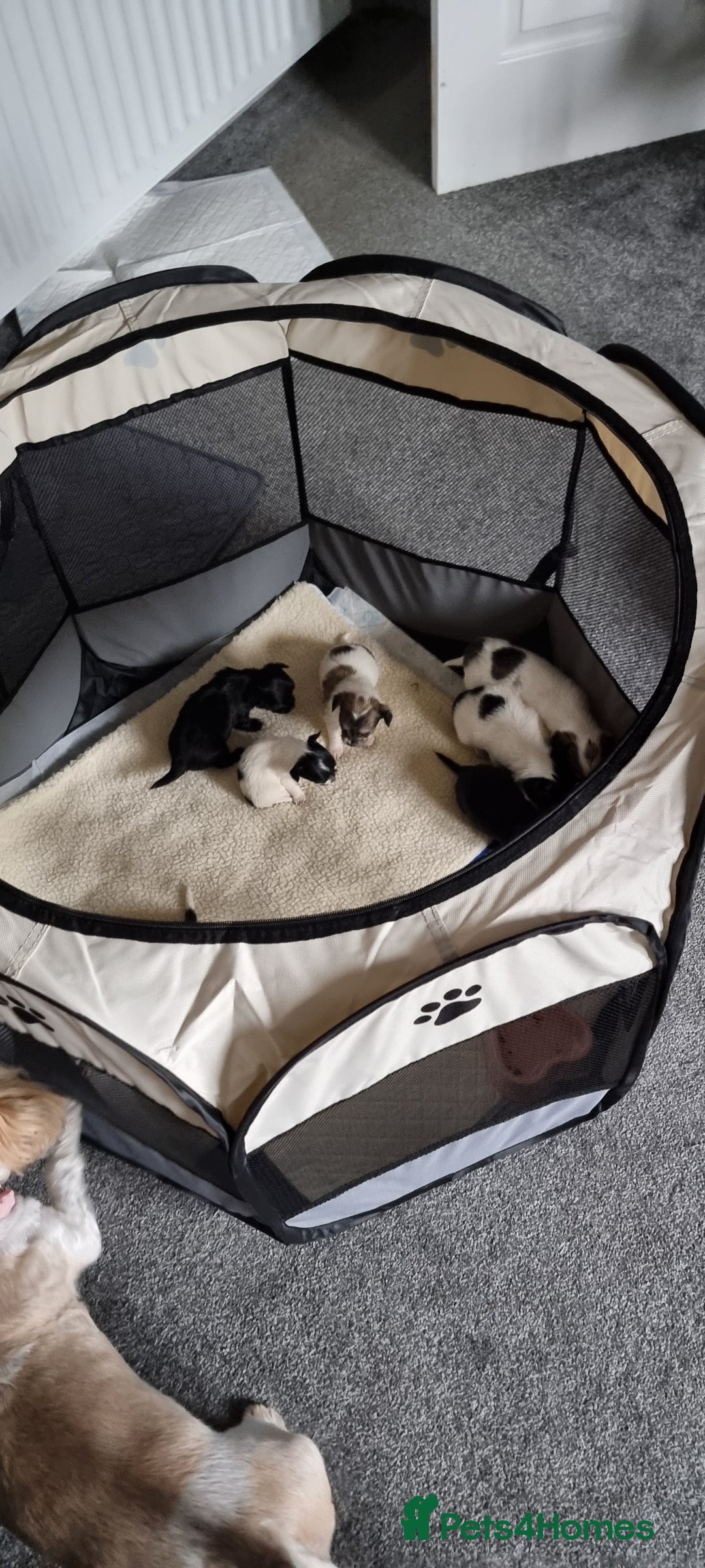 Chihuahua dogs for stud: Stud long haired white Chihuahua  in Coatbridge - Image 29
