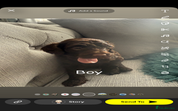 Cavapoo dogs for sale: Cavapoo puppies looking for forever homes - Image 6