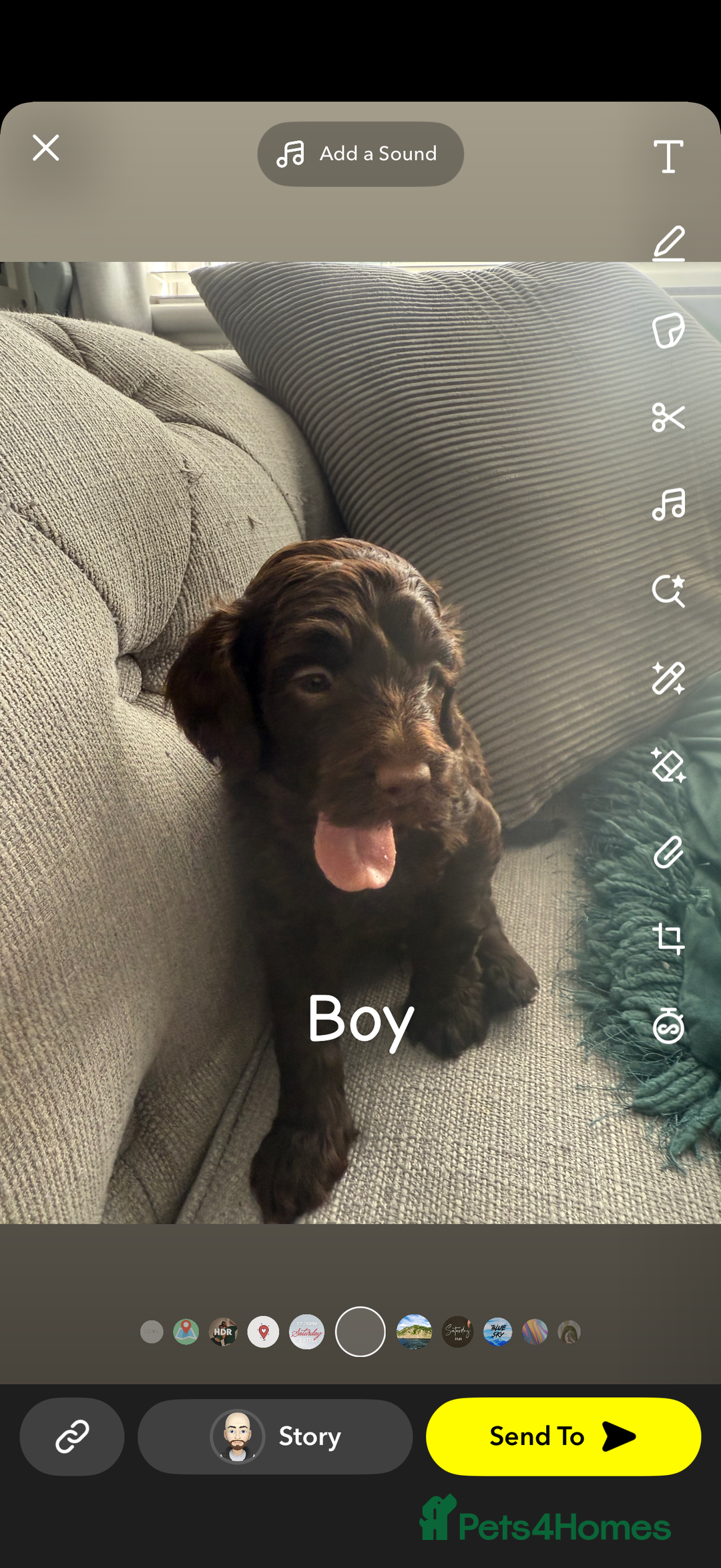 Cavapoo dogs for sale: Cavapoo puppies looking for forever homes - Image 6