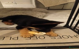 German Shepherd dogs for sale: 9 week old german shepard - Image 1