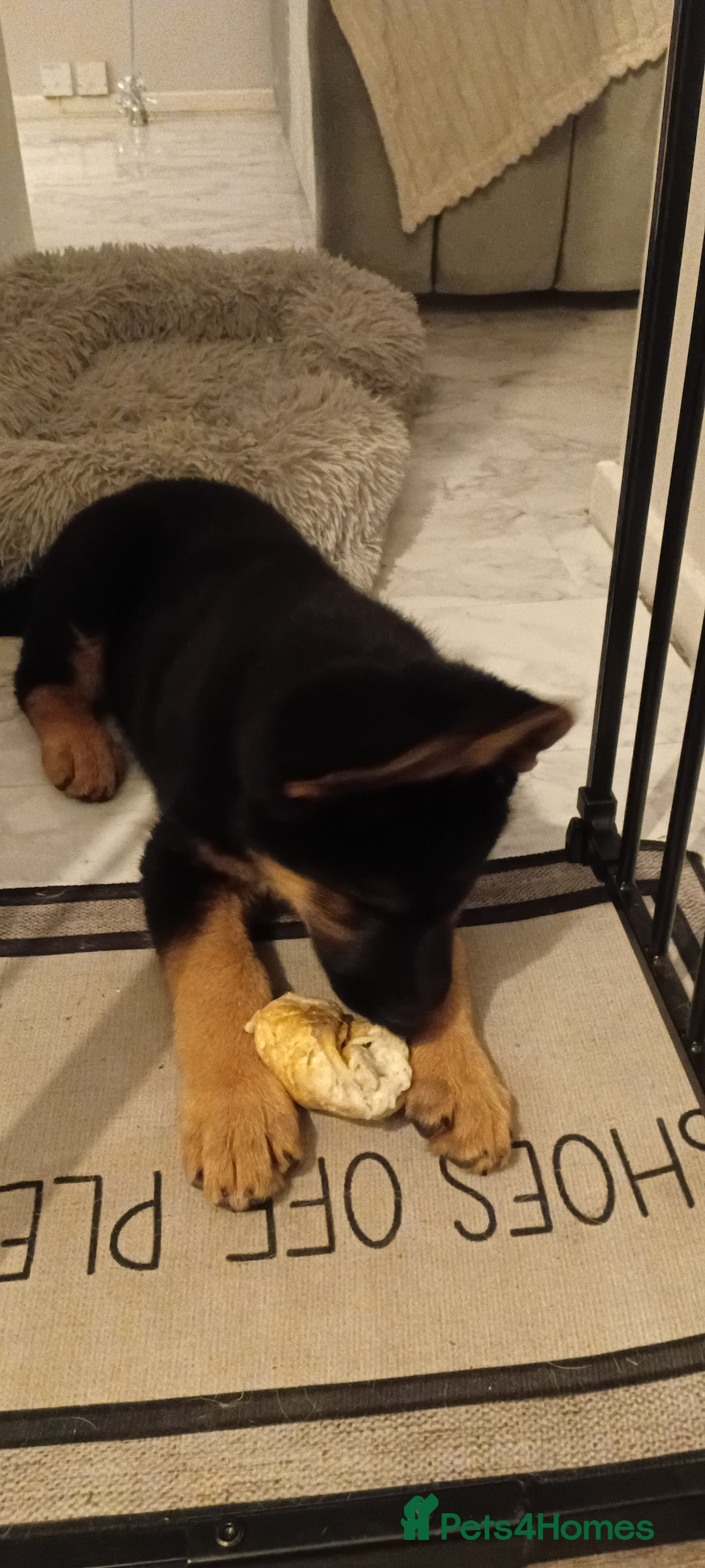 German Shepherd dogs for sale: 9 week old german shepard - Image 1