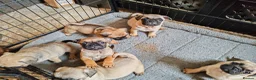 Frug dogs for sale: MRS H D Keld - Advert 4