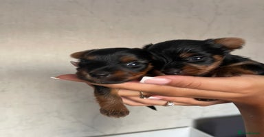 Yorkshire Terrier dogs - Advert 5