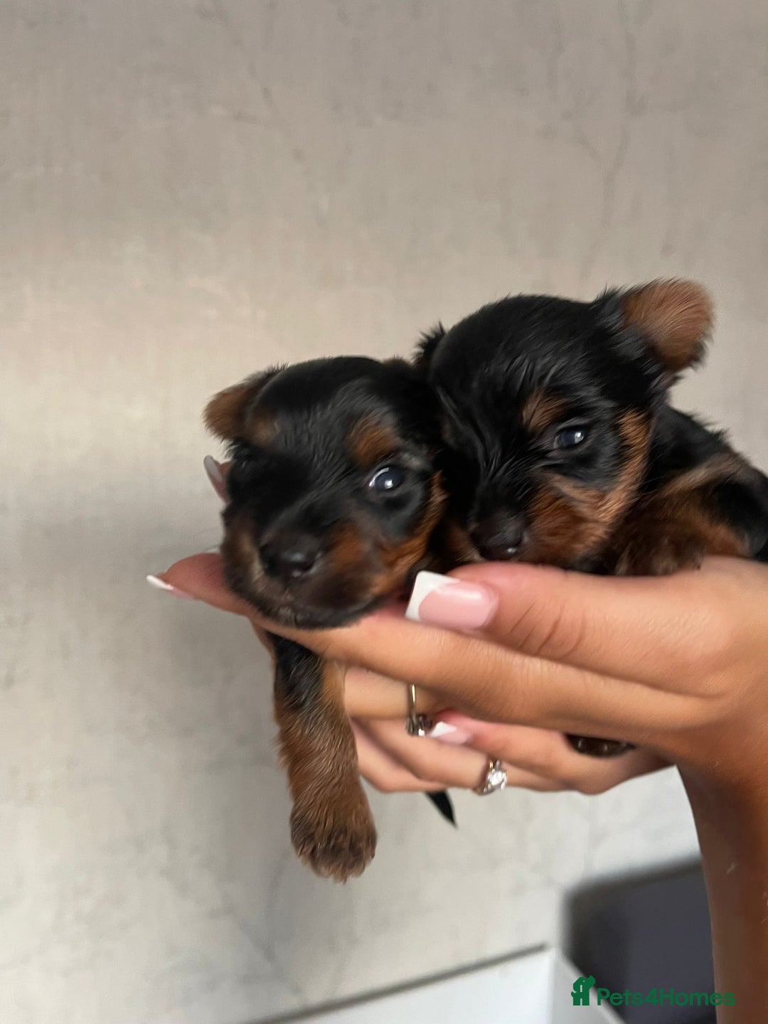 Yorkshire Terrier dogs for sale: Very Tiny,mini Yorkshire terrier🥰 BOY - Image 2