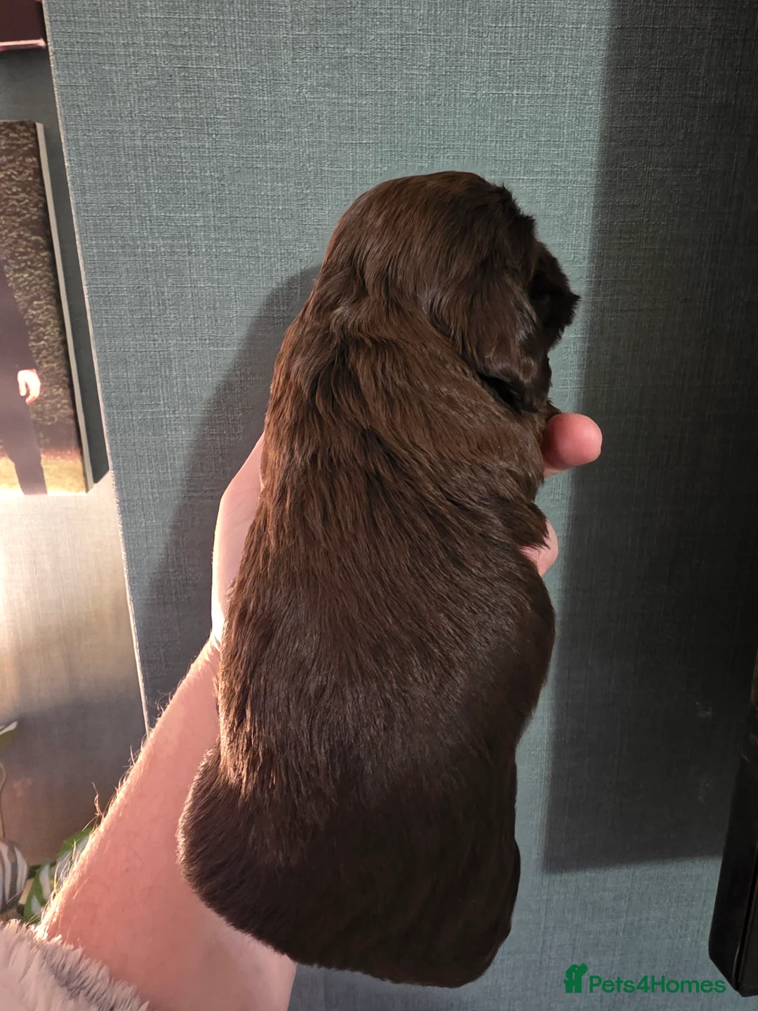 Cocker Spaniel dogs for sale: Choc roan cocker spaniel pups  - Advert 21
