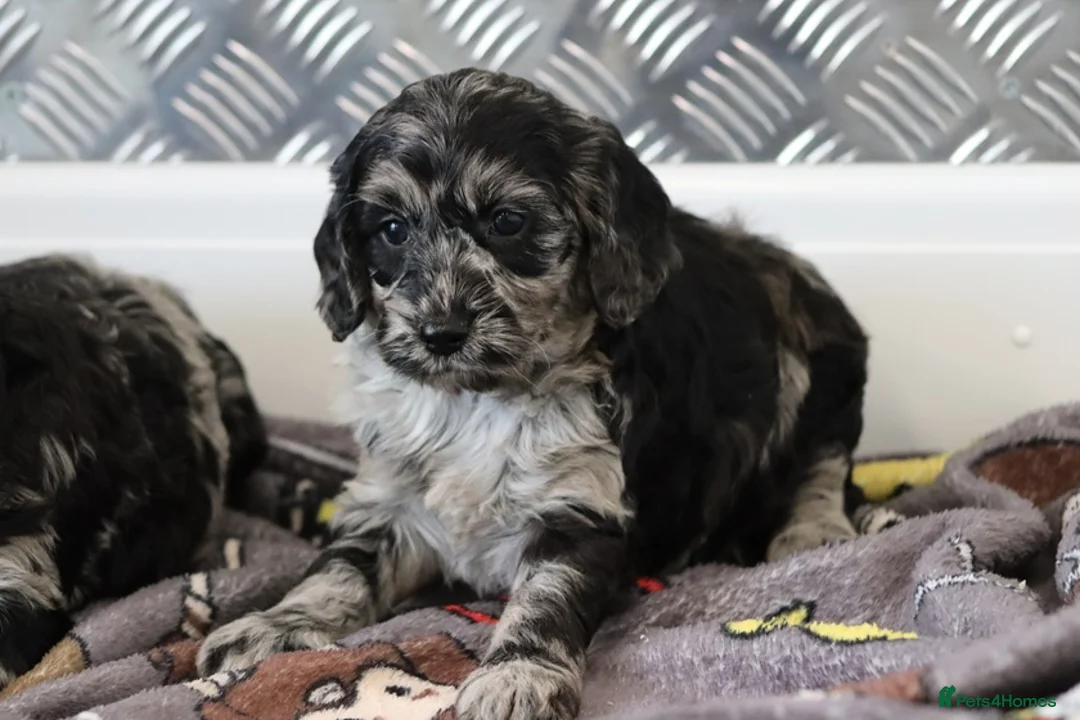 Cockapoo dogs for sale: F1 Cockapoo puppies for sale! - Advert 24