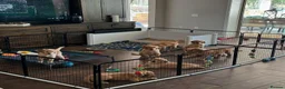 Golden Retriever dogs for sale: Six Golden Retriever puppies ready to fall inlove in Manchester - Advert 7