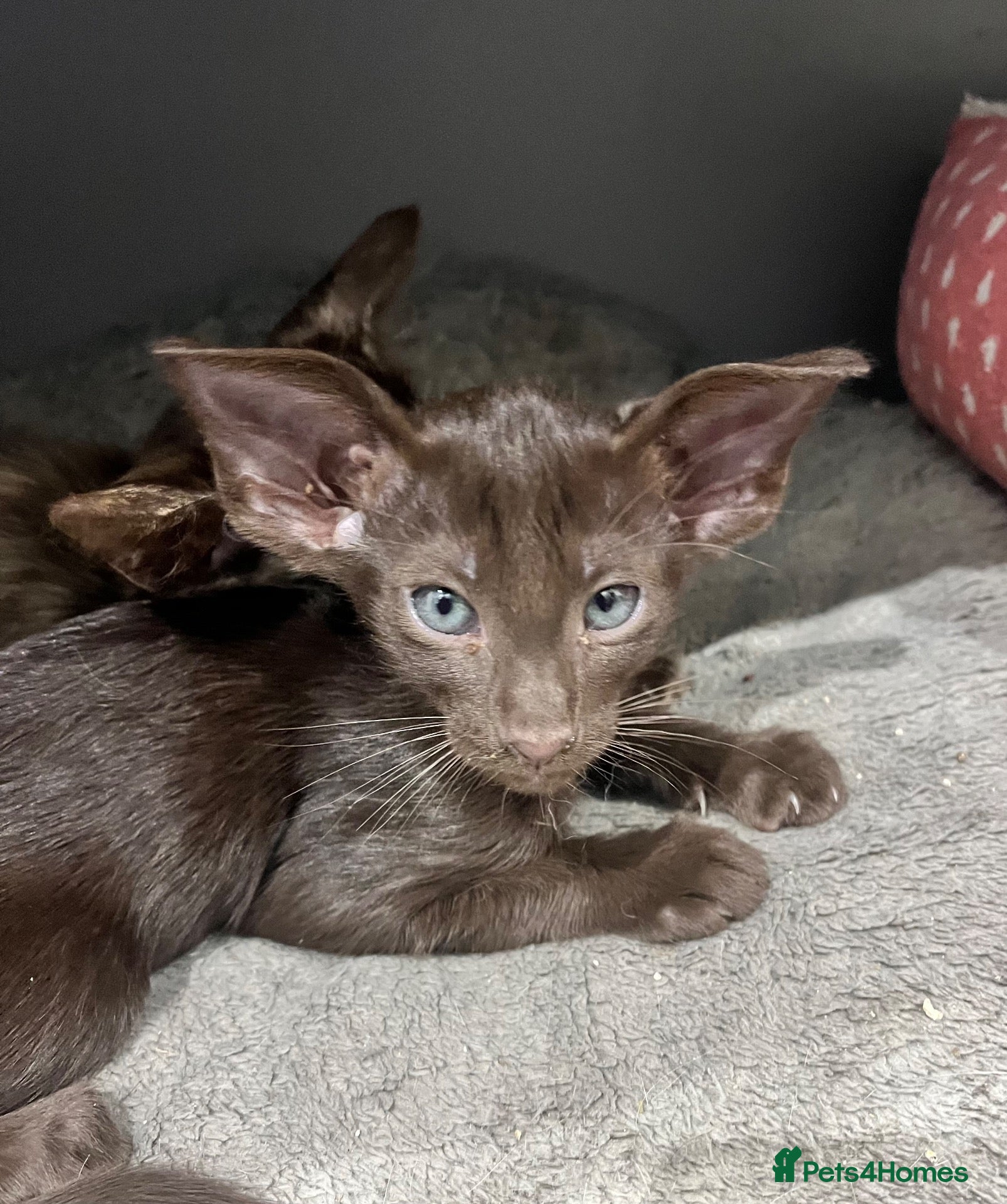 Oriental cats for sale: Gccf Reg Oriental and Siamese kittens - Advert 9