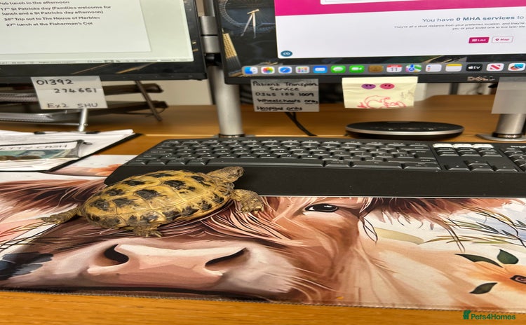 Tortoise reptiles - Advert 11