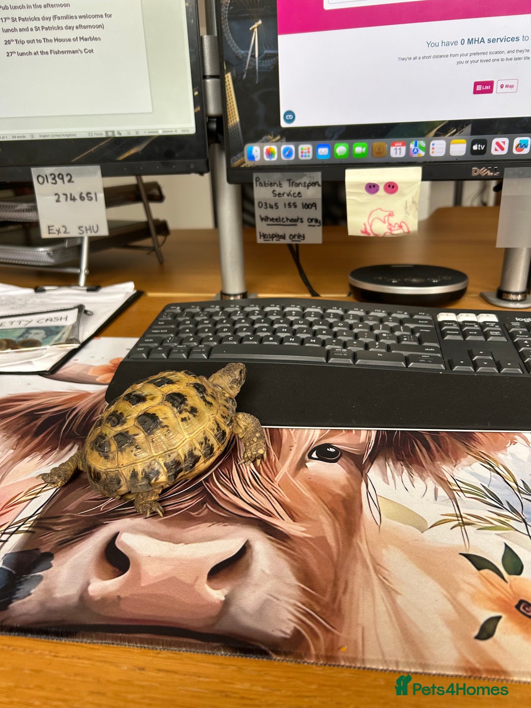 Tortoise reptiles for sale: Nigel - Image 1