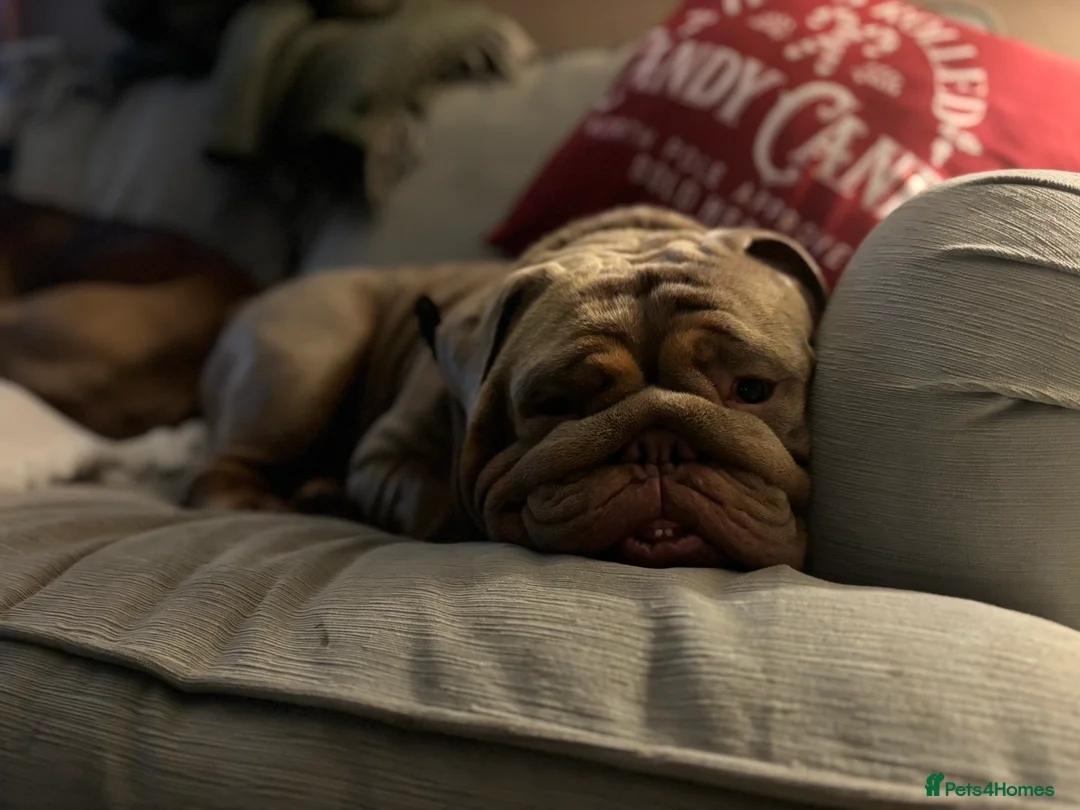 English Bulldog dogs for stud: English Bulldog (Stud) - Advert 16