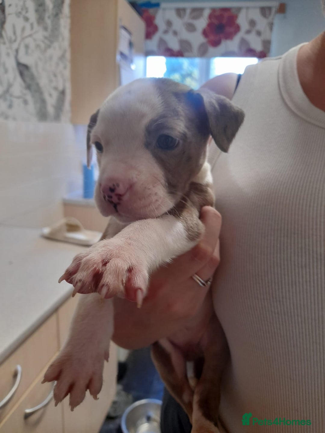 Mixed Breed dogs for sale: American bulldog cross  - Image 5