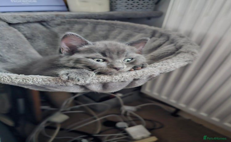 Ragdoll cats - Advert 7