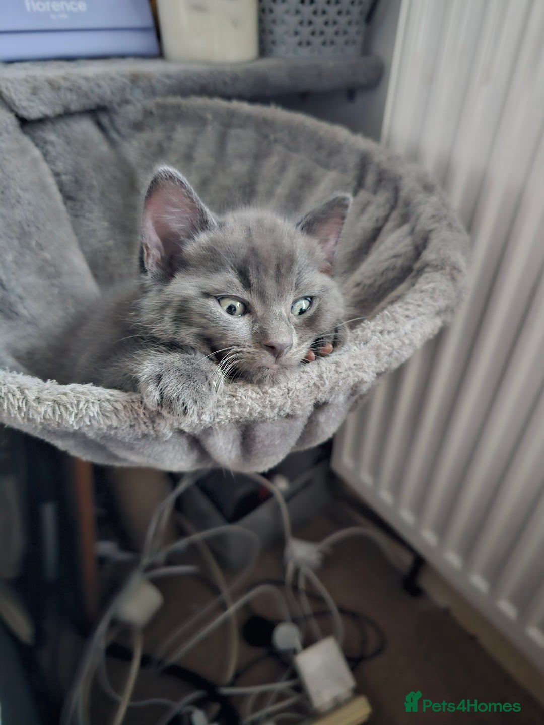 Ragdoll cats for sale: 2 grey boys half ragdoll  - Image 1