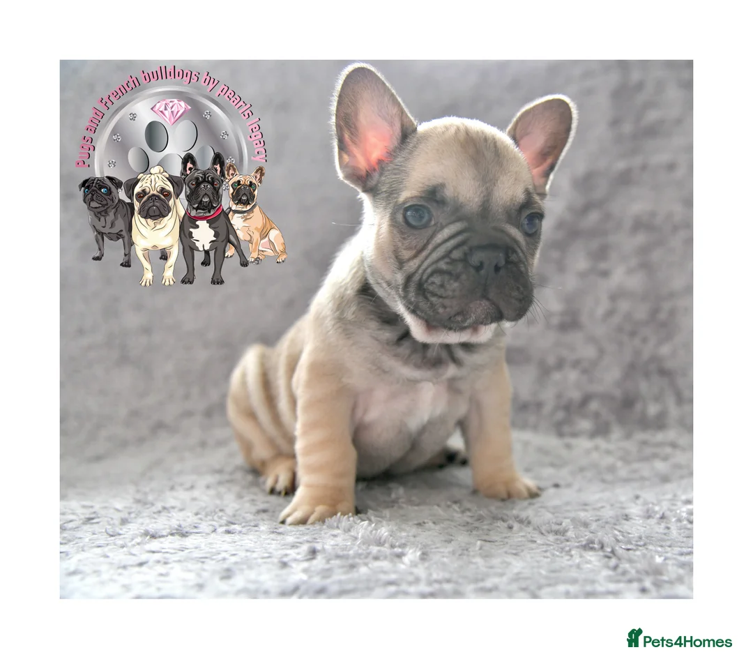 French Bulldog dogs for stud: Full new shade Isabella stud ( now available ) in Hastings - Advert 16