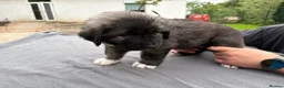 Caucasian Shepherd Dog dogs for sale: Coming soon! 11 pure bred Caucasian Shepherd pups. in Beith - Advert 5