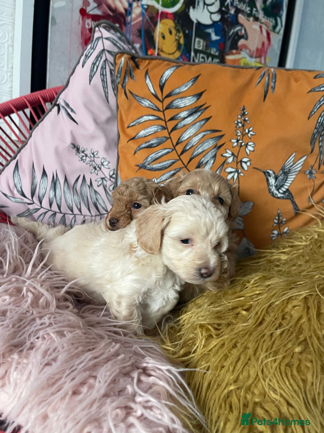 Maltipoo dogs for sale: 💗💙 **  TOY MALTIPOOS💗💙 - Image 28