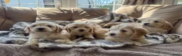 Cockapoo dogs for sale: Gorgeous cockerpop puppies  - Advert 4
