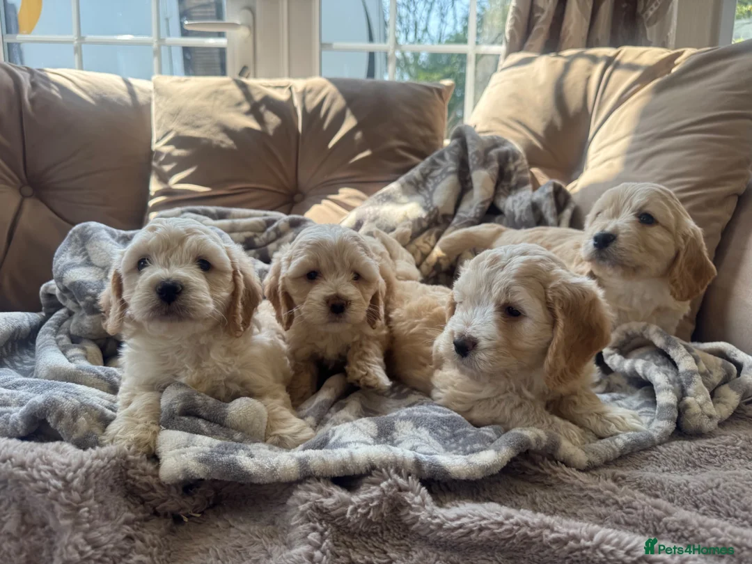 Cockapoo dogs for sale: Gorgeous cockerpop puppies  - Advert 4