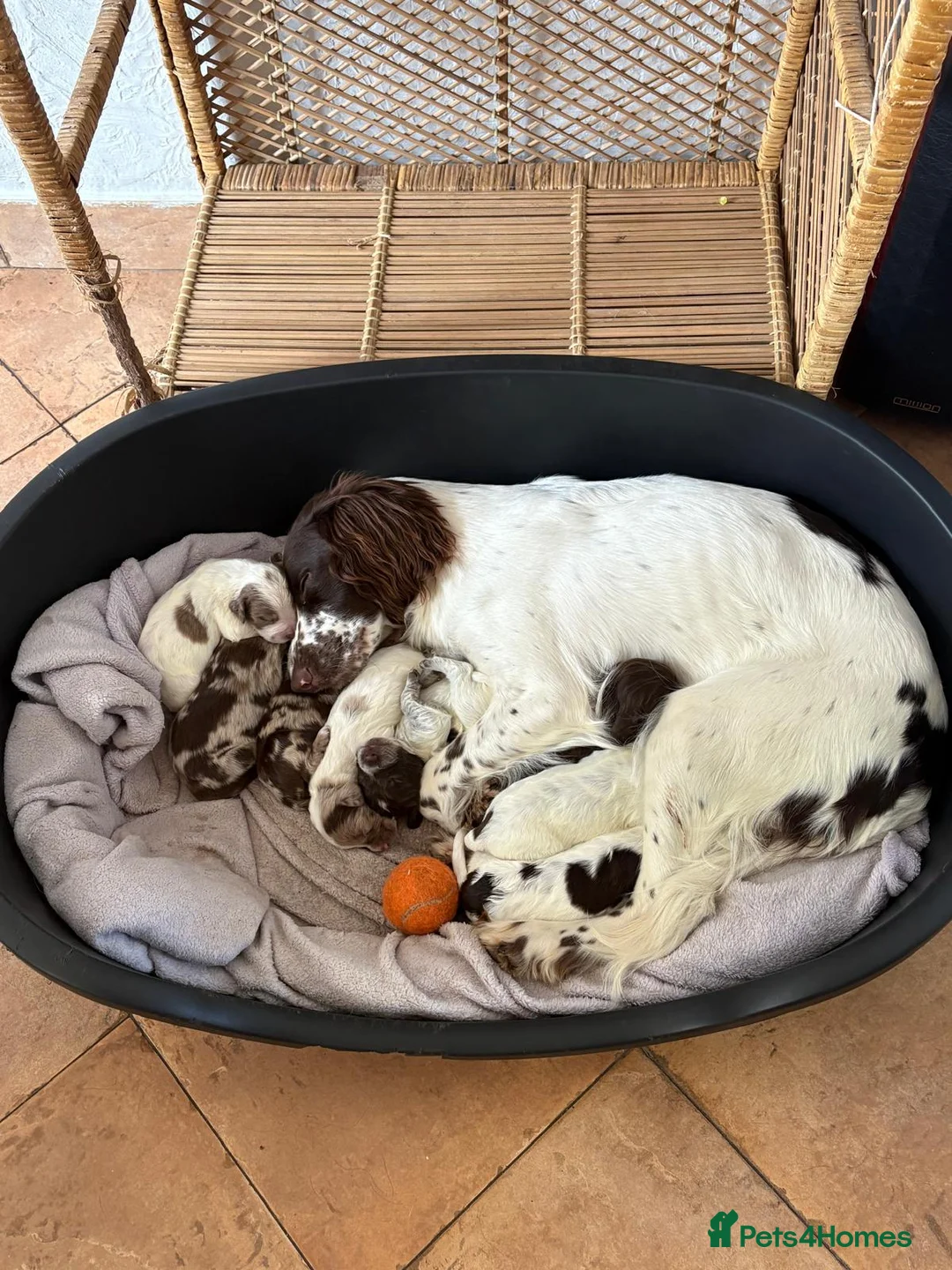 Sprocker dogs for sale: Sprocker spaniels - Advert 1