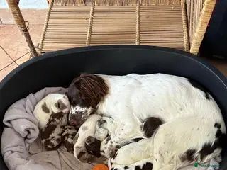 Sprocker dogs Sprocker spaniels - Advert 2