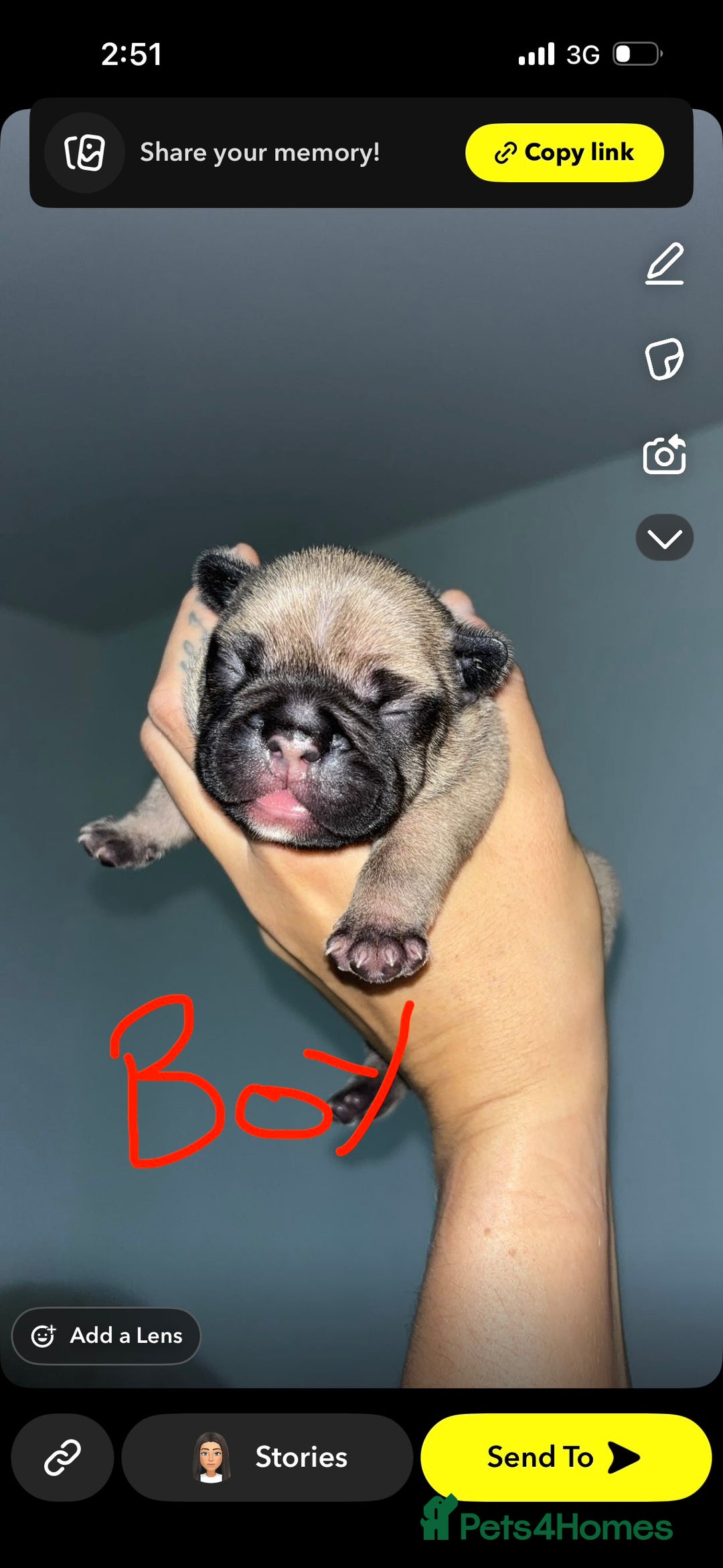 French Bulldog dogs for sale: French Bulldog Puppies PET PRICED  - Image 3