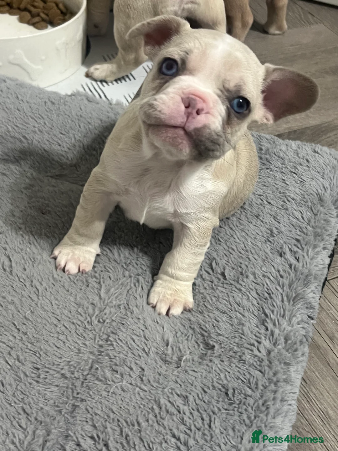 French Bulldog dogs for sale: 1 male French Bulldog Pup left  - Advert 3