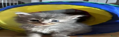 Maine Coon 3