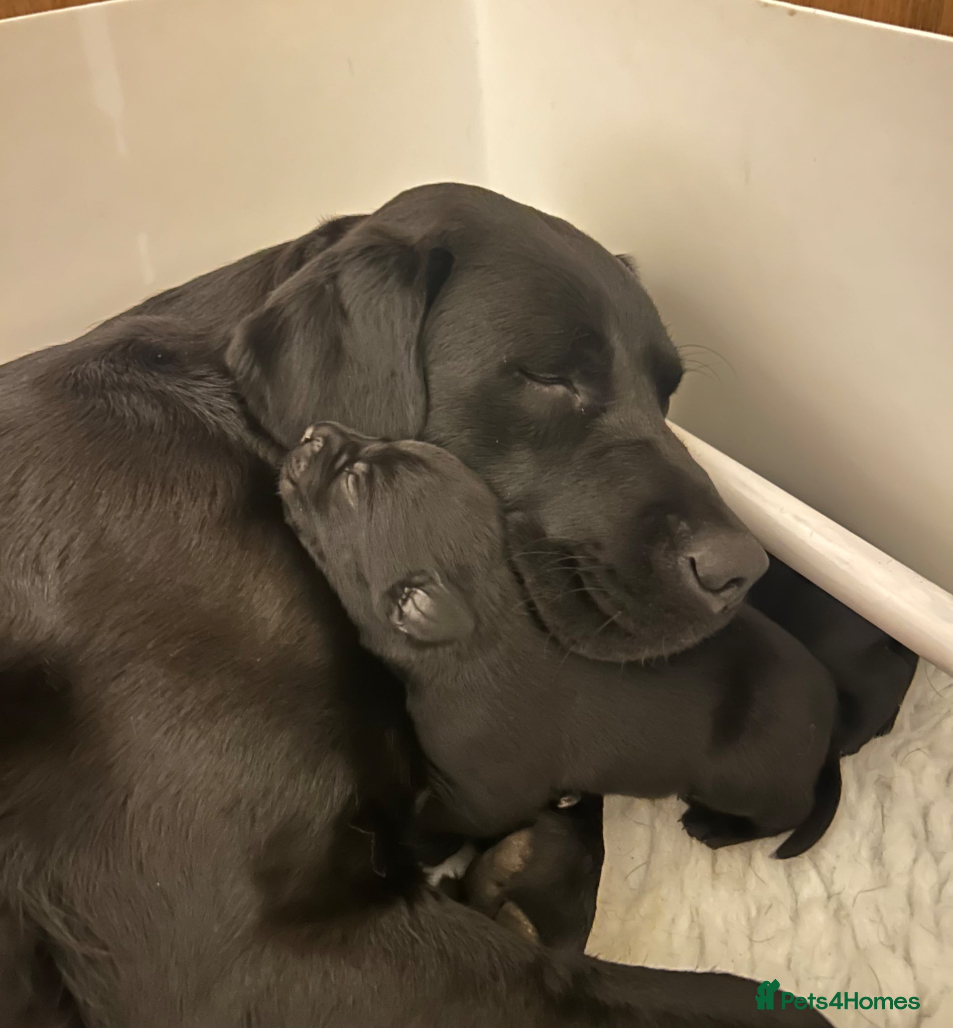 Labrador Retriever dogs Beautiful litter of 7th Gen. KC Labrador Puppies - Advert 1