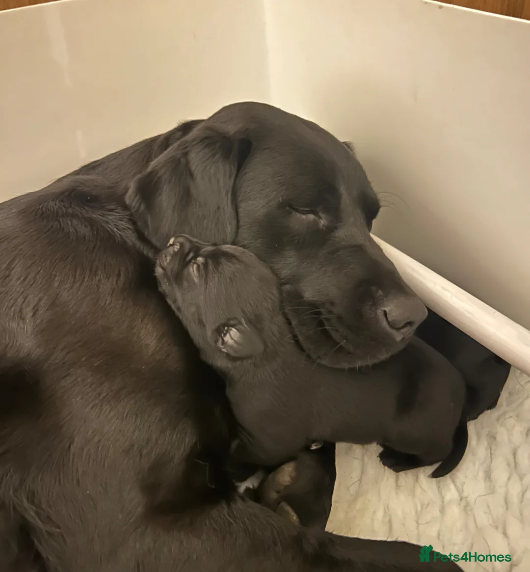 Labrador Retriever dogs for sale: Beautiful litter of 7th Gen. KC Labrador Puppies - Advert 1