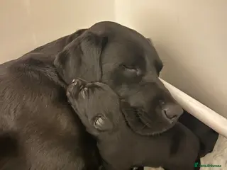 Labrador Retriever dogs Beautiful litter of 7th Gen. KC Labrador Puppies - Advert 1