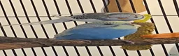 Budgerigars birds for sale: 2 male budgies, one 6 month old one 3 month old  in Stockport - Advert 7