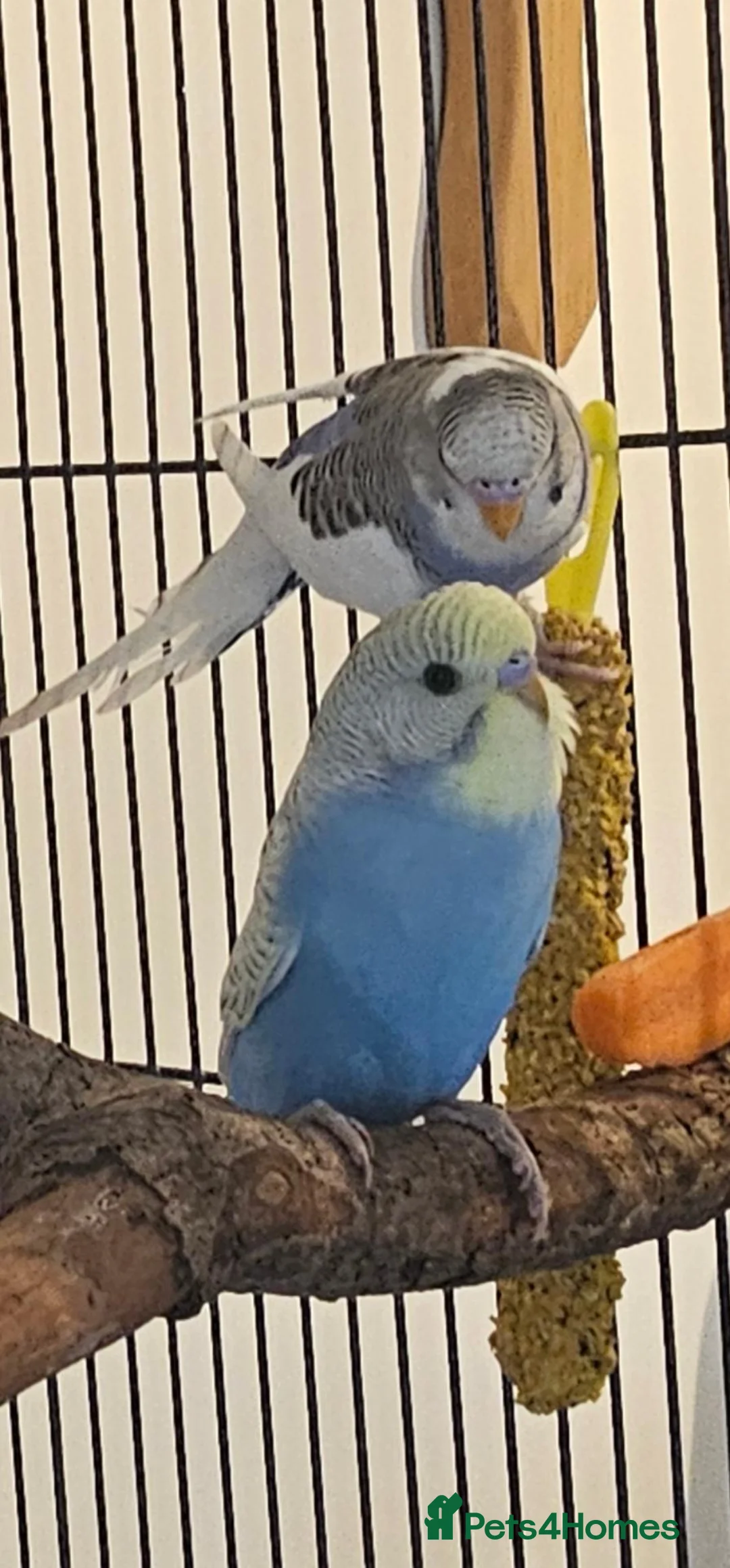 Budgerigars birds for sale: 2 male budgies, one 6 month old one 3 month old  in Stockport - Advert 7