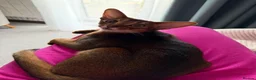Abyssinian cats for sale: Pure Abyssinian available  - Advert 5