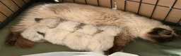 Ragdoll cats for sale: Ragdoll Kittens in Newton Stewart - Advert 1