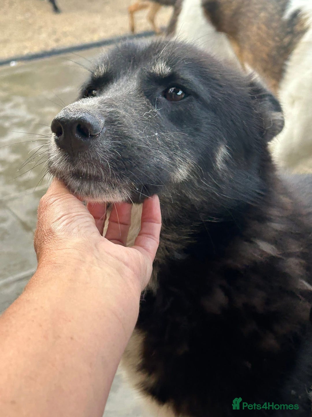 Mixed Breed dogs for adoption: Renato - Norwich Norfolk  - Image 5