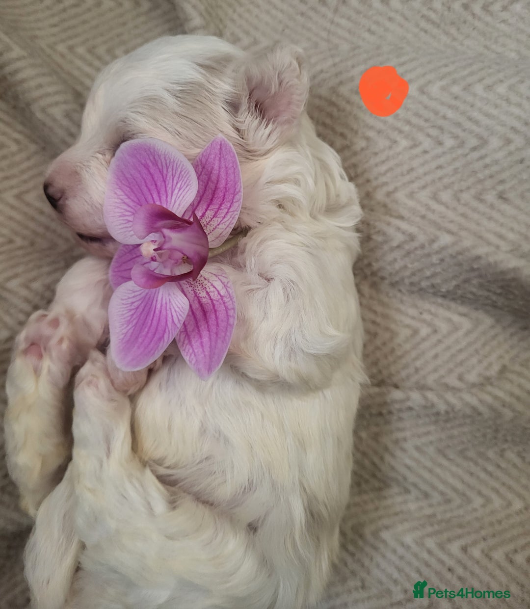 Maltipoo dogs for sale: Toy maltipoo puppies  - Advert 14