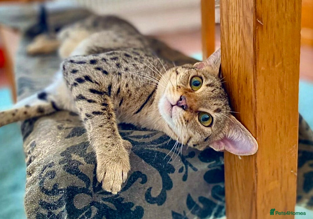 Savannah cats for sale: F3 girls  - Image 11
